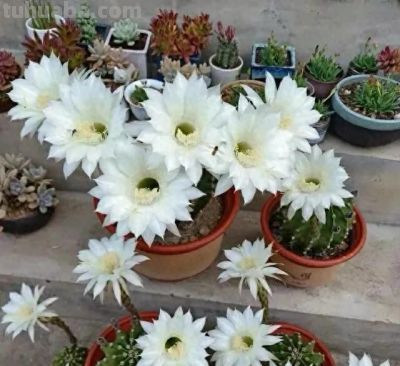 仙人球有“4怕”，及时避开才能长得壮，开花多姿又鲜艳 - 今日头条