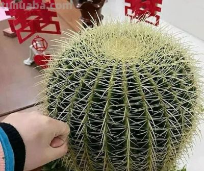 仙人球有“4怕”，及时避开才能长得壮，开花多姿又鲜艳 - 图画吧TUHUABA