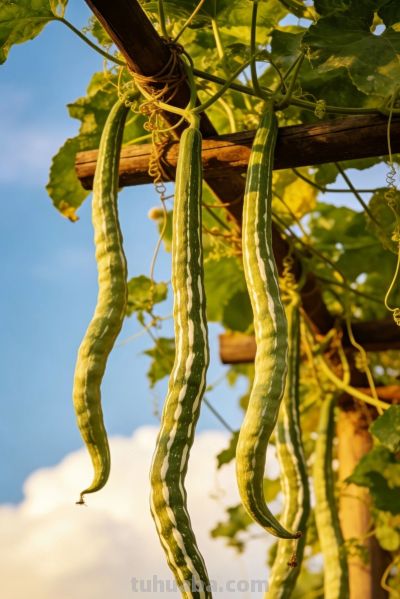 蔬菜壁纸 - 图画吧TUHUABA