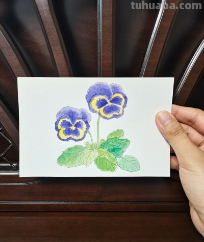 57 三色堇（绘画 水彩 果花甘06） - 图画吧TUHUABA