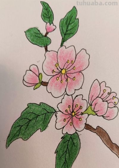 彩铅韵味 - 图画吧TUHUABA