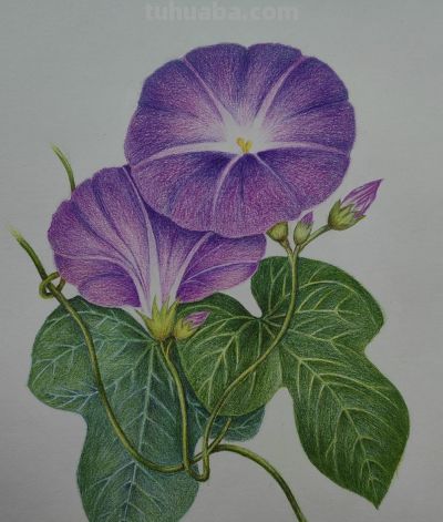 彩铅韵味 - 图画吧TUHUABA