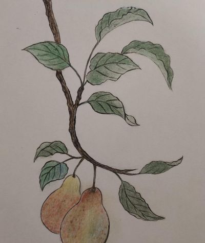 彩铅韵味 - 图画吧TUHUABA