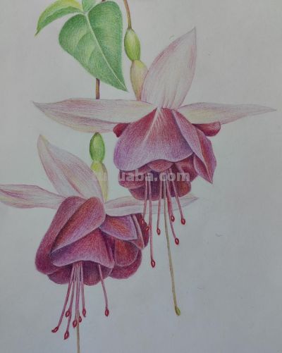 彩铅韵味 - 图画吧TUHUABA