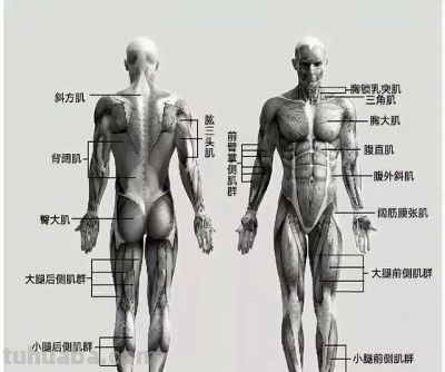 素描——了解人体结构 - 今日头条 素描——了解人体结构 - 图画吧TUHUABA