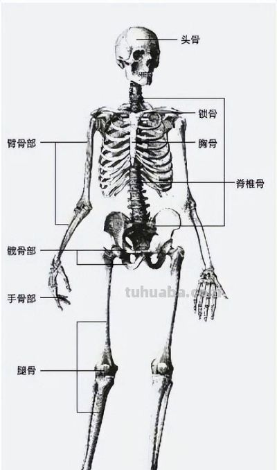 素描——了解人体结构 - 今日头条 素描——了解人体结构 - 图画吧TUHUABA
