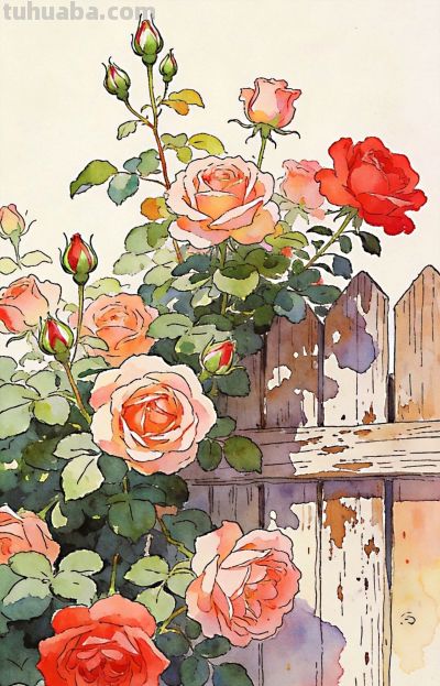 水彩玫瑰花 - 今日头条 水彩玫瑰花 - 图画吧TUHUABA