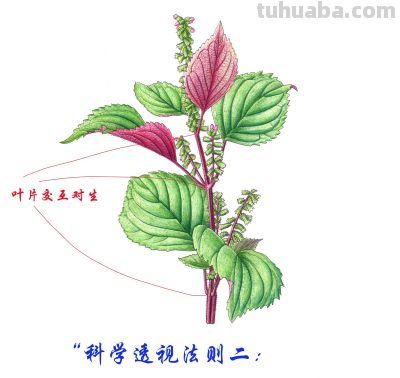 “90%的人都画错了!植物‘透视’的真相” - 今日头条 “90%的人都画错了!植物‘透视’的真相” - 图画吧TUHUABA