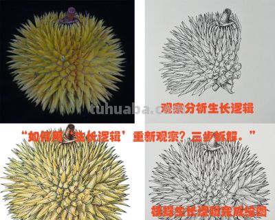 “90%的人都画错了!植物‘透视’的真相” - 今日头条 “90%的人都画错了!植物‘透视’的真相” - 图画吧TUHUABA