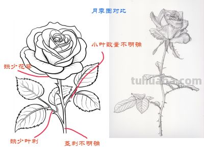 “90%的人都画错了!植物‘透视’的真相” - 今日头条 “90%的人都画错了!植物‘透视’的真相” - 图画吧TUHUABA