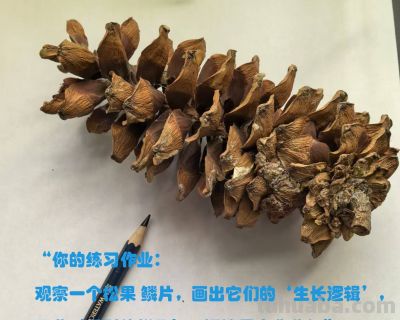 “90%的人都画错了!植物‘透视’的真相” - 今日头条 “90%的人都画错了!植物‘透视’的真相” - 图画吧TUHUABA