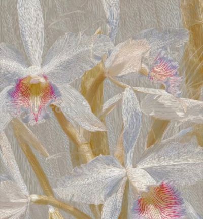 好梦幻的色彩，这静物花卉也太好看啦！ - 图画吧TUHUABA