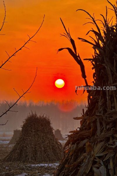 68岁王阿姨的摄影逆袭：三招让你的手机照片秒变“专业级” - 图画吧TUHUABA