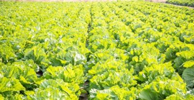 简单几步，在家种出新鲜蔬菜，新手也会 - 今日头条