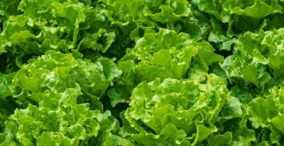 简单几步,在家种出新鲜蔬菜,新手也会 - 今日头条 简单几步,在家种出新鲜蔬菜,新手也会 - 图画吧TUHUABA