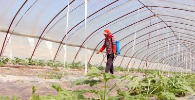 家庭种植蔬菜，这些方法不要再用了，很多人全然不知其中的弊端 - 图画吧TUHUABA