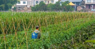 家庭种植蔬菜，这些方法不要再用了，很多人全然不知其中的弊端 - 今日头条
