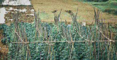 家庭种植蔬菜，这些方法不要再用了，很多人全然不知其中的弊端 - 图画吧TUHUABA