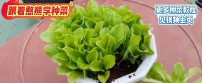 家庭种植技术分享：适合在阳台上种植的蔬菜种类 - 今日头条