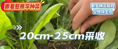 家庭种植技术分享:适合在阳台上种植的蔬菜种类 - 今日头条 家庭种植技术分享:适合在阳台上种植的蔬菜种类 - 图画吧TUHUABA
