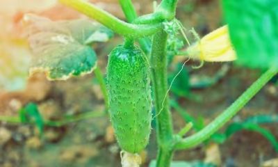 这5种菜普通家庭别瞎种，费力不讨好！ - 图画吧TUHUABA