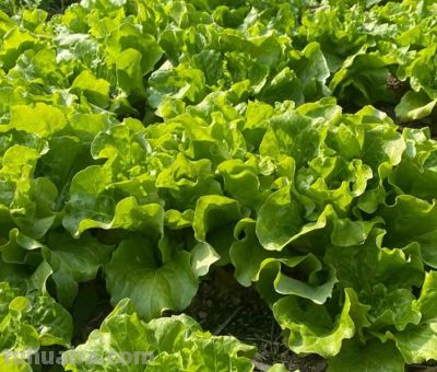 这5种菜普通家庭别瞎种，费力不讨好！ - 今日头条