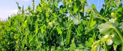 这5种菜普通家庭别瞎种，费力不讨好！ - 图画吧TUHUABA