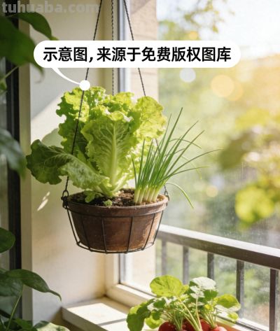 阳台种菜攻略：零经验也能种出全家吃的新鲜菜，3步搞定新手必看 - 今日头条