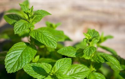 这5种菜普通家庭别瞎种，费力不讨好！ - 图画吧TUHUABA