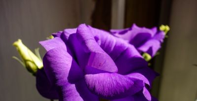 花花你可别弄送 - 图画吧TUHUABA