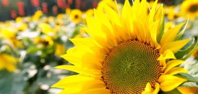 花花你可别弄送 - 图画吧TUHUABA