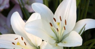 花花你可别弄送 - 图画吧TUHUABA