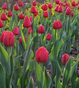花花你可别弄送 - 图画吧TUHUABA