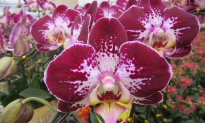 花花你可别弄送 - 图画吧TUHUABA