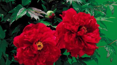 花花你可别弄送 - 图画吧TUHUABA