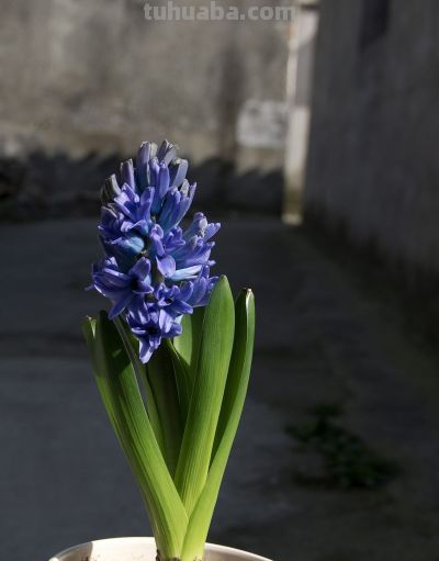 花花你可别弄送 - 图画吧TUHUABA