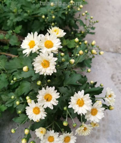 花花你可别弄送 - 图画吧TUHUABA