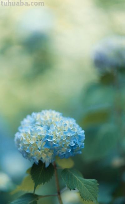 花花你可别弄送 - 图画吧TUHUABA