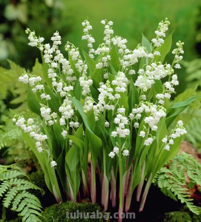 花花你可别弄送 - 图画吧TUHUABA