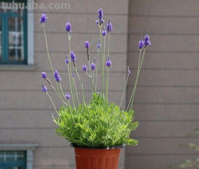 花花你可别弄送 - 图画吧TUHUABA