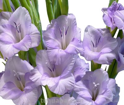 花花你可别弄送 - 图画吧TUHUABA