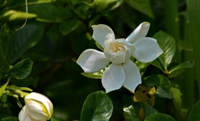 花花你可别弄送 - 图画吧TUHUABA