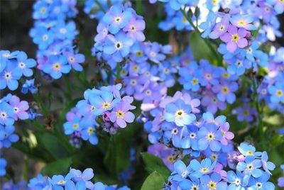 花花你可别弄送 - 图画吧TUHUABA