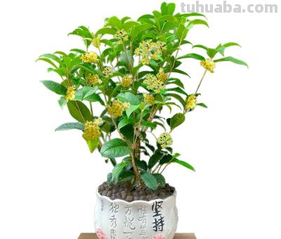 花花你可别弄送 - 图画吧TUHUABA