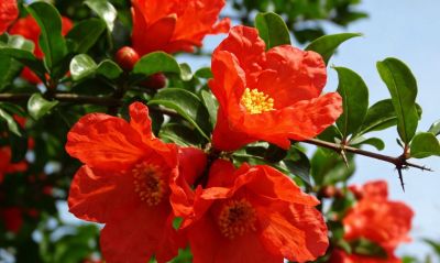 十二月花语：时光的低语与回响 - 图画吧TUHUABA