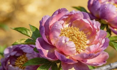 十二月花语：时光的低语与回响 - 图画吧TUHUABA