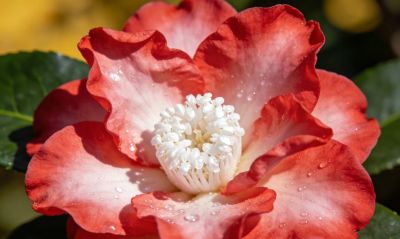 十二月花语：时光的低语与回响 - 图画吧TUHUABA