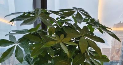 别再乱浇水了！ 发财树过冬有“三怕”，做对一点，开春新芽窜满枝 - 图画吧TUHUABA