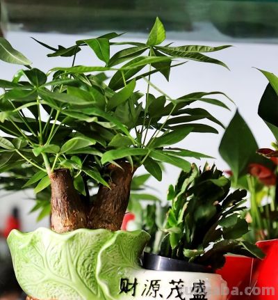 别再乱浇水了！ 发财树过冬有“三怕”，做对一点，开春新芽窜满枝 - 图画吧TUHUABA
