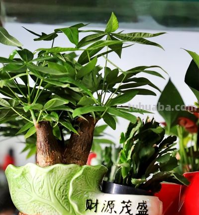 别再乱浇水了！ 发财树过冬有“三怕”，做对一点，开春新芽窜满枝 - 图画吧TUHUABA